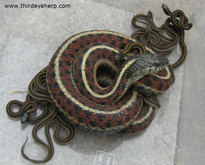 Coast Garter Snakes